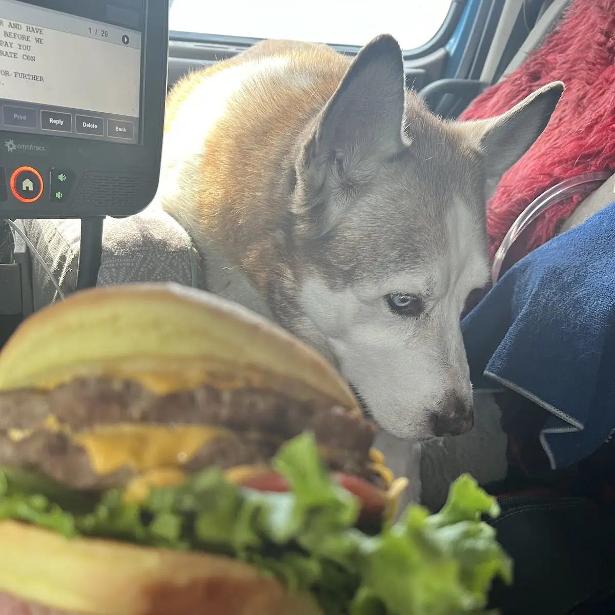 Double Quarter Pound Patty w Cheese