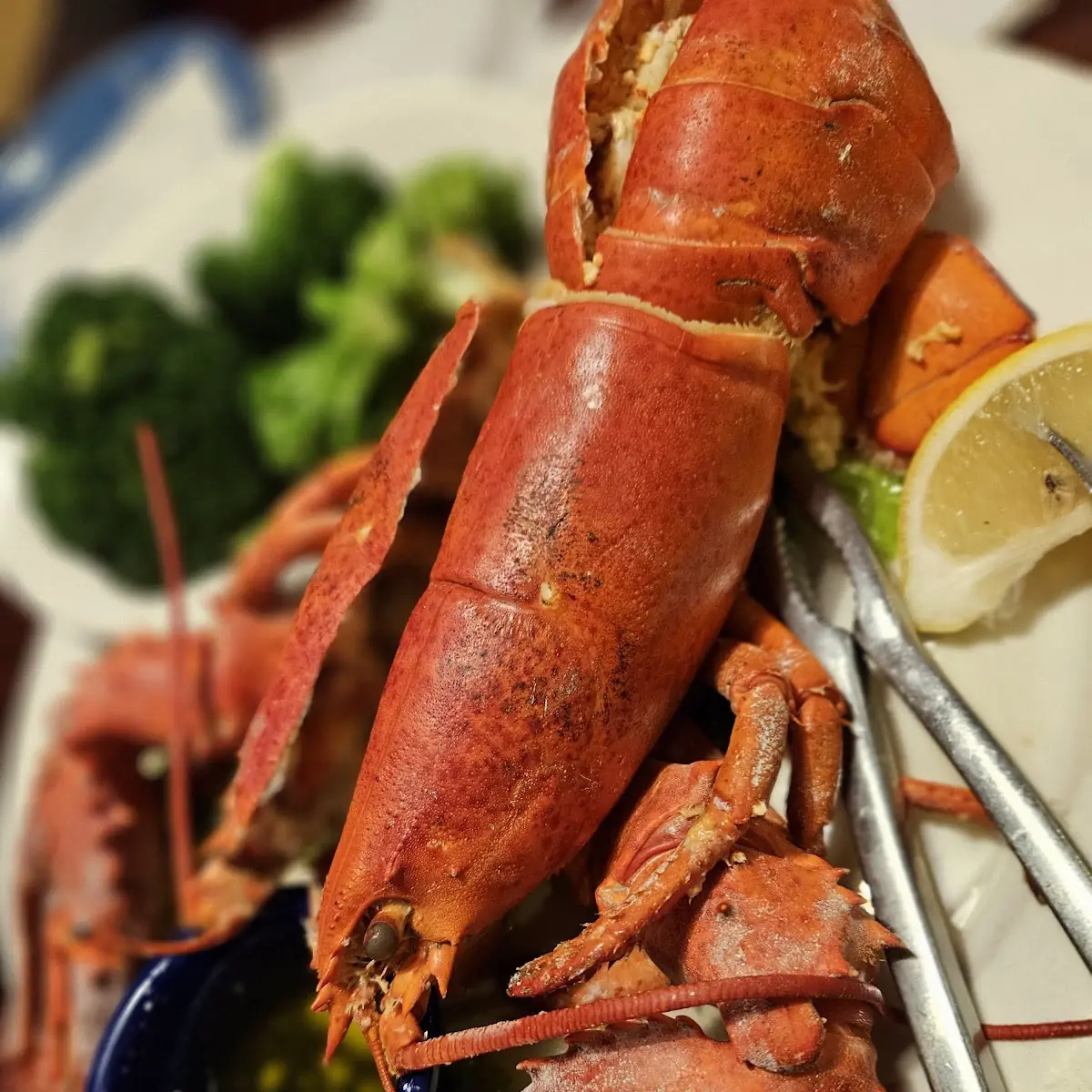 Maine Lobster