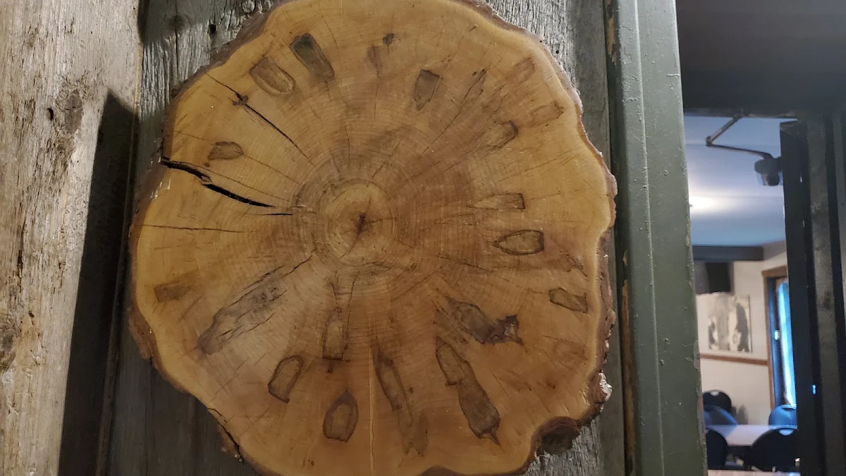Slice of Maple Tree