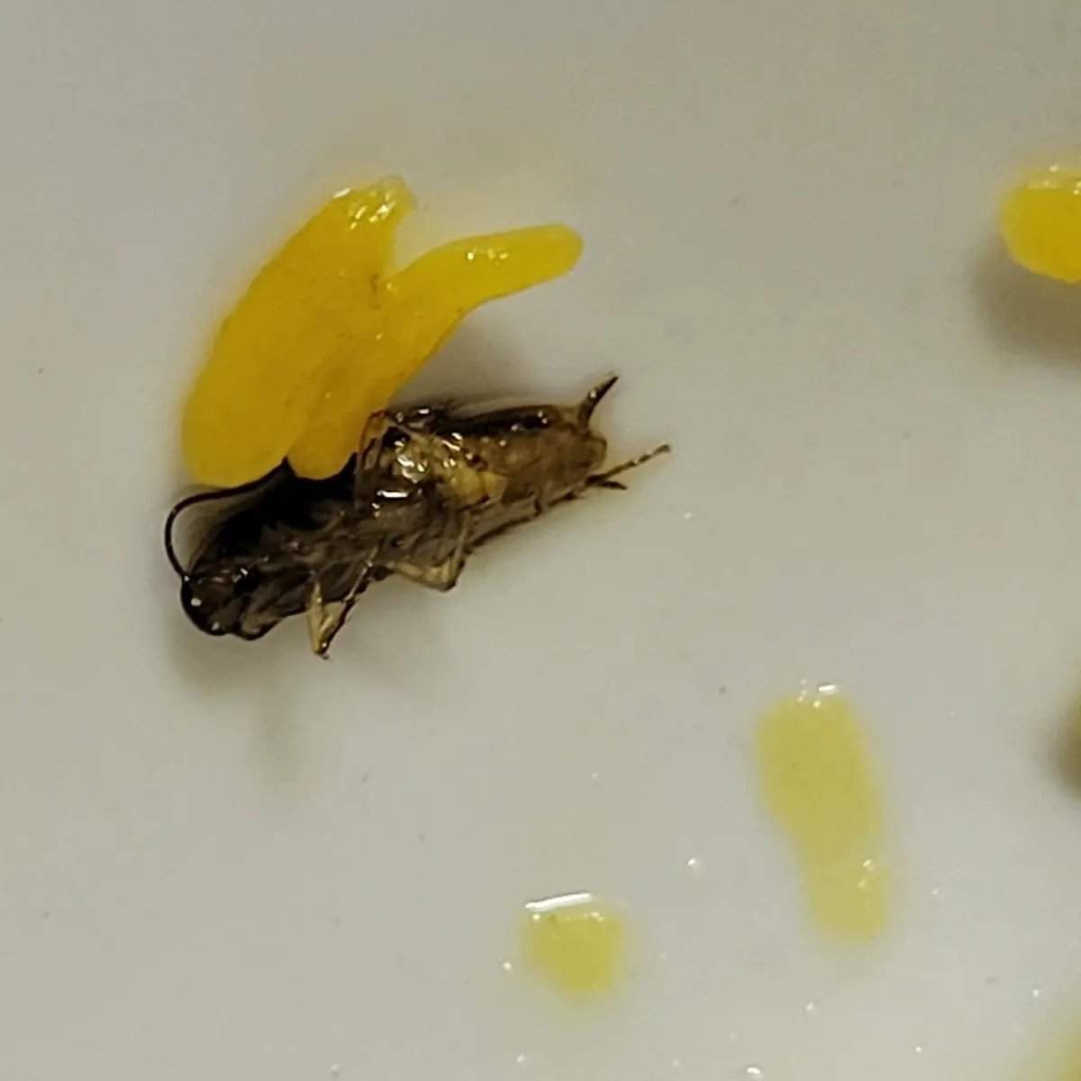 Beef Fried Rice w Added Roaches