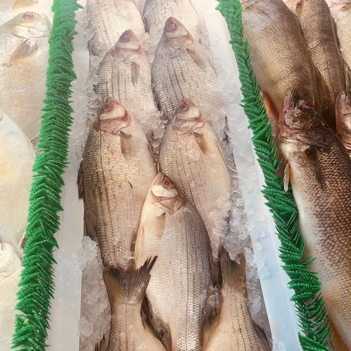 White Bass