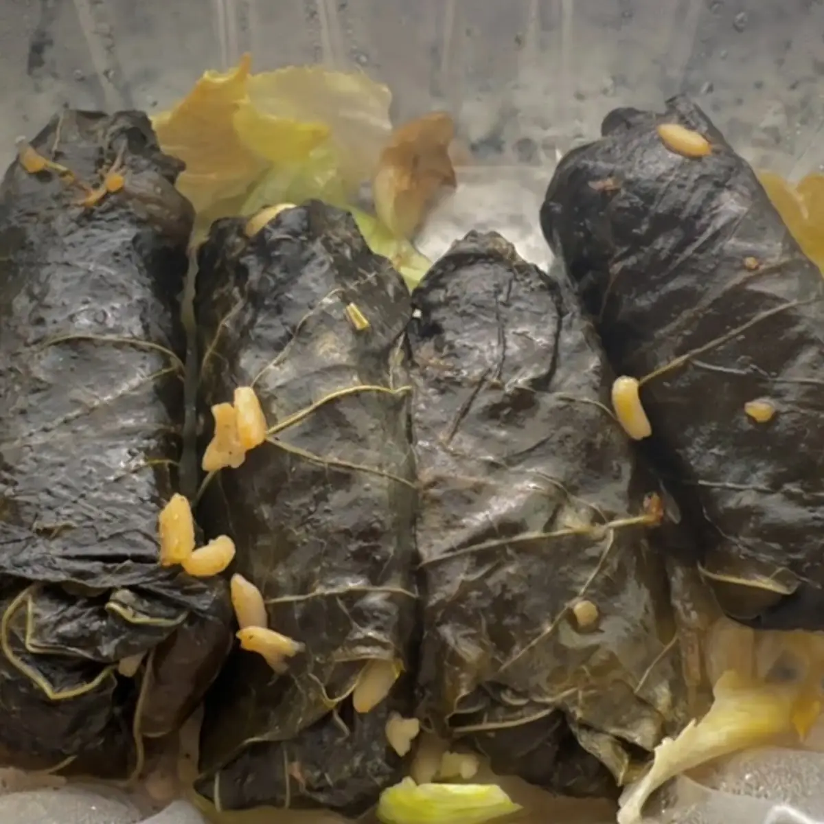 Stuffed Grape Leaves