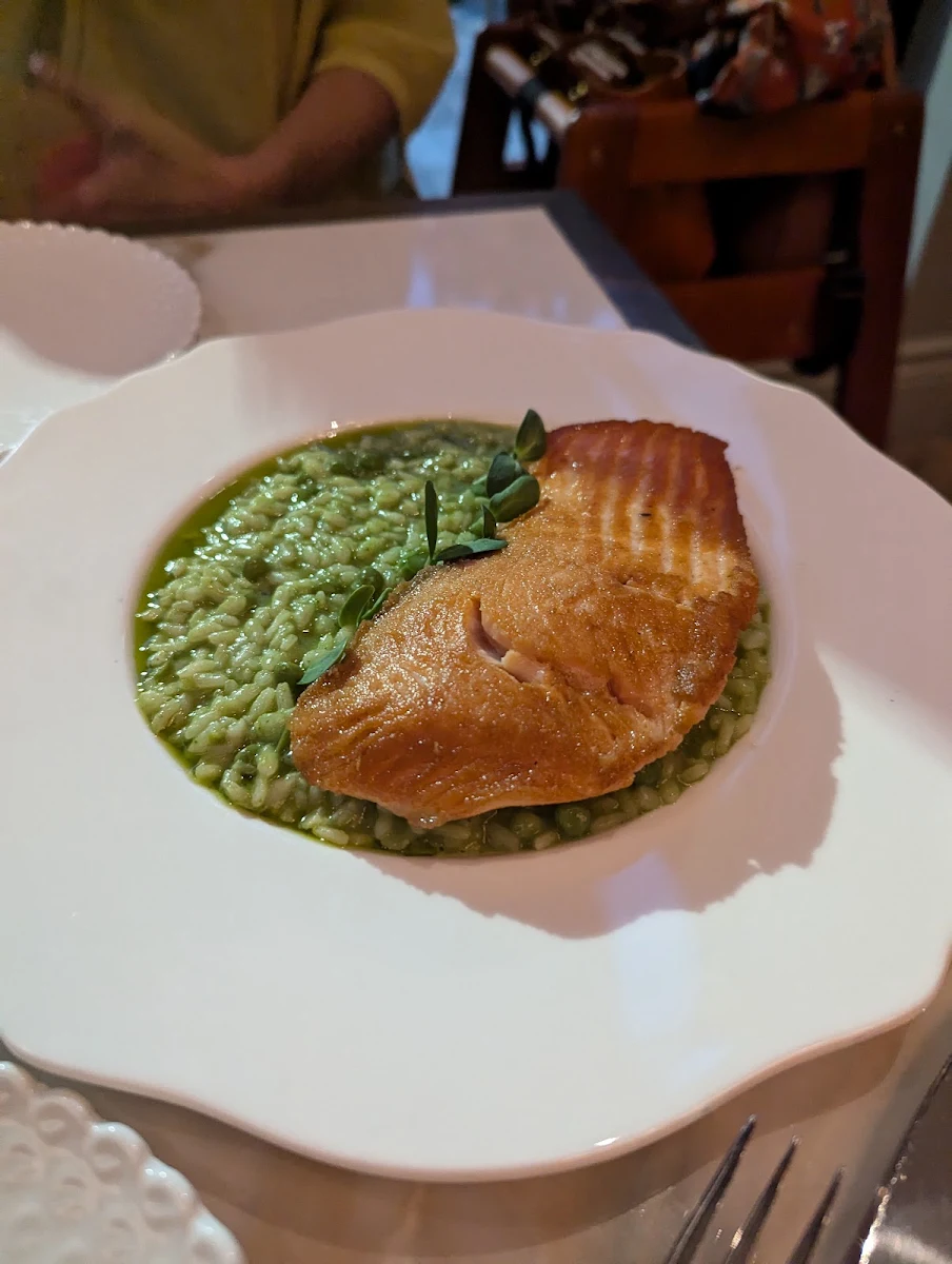 Ocean Trout