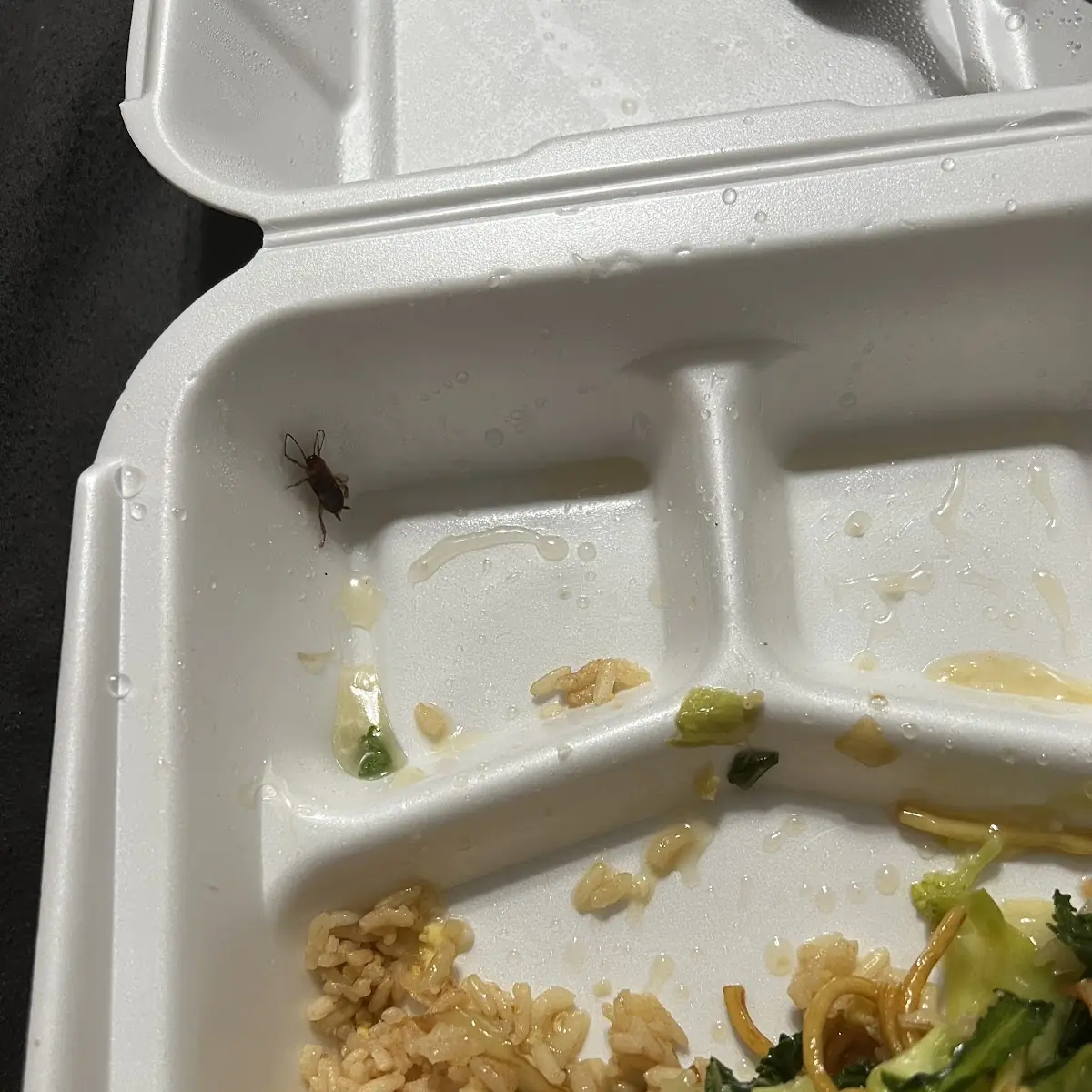 Chow Mein and Refried Rice