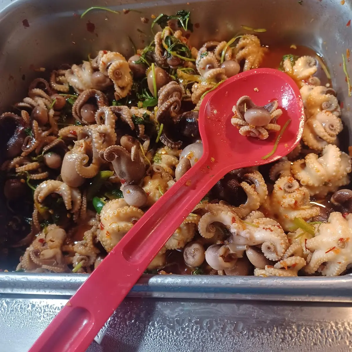 Baby Octopus