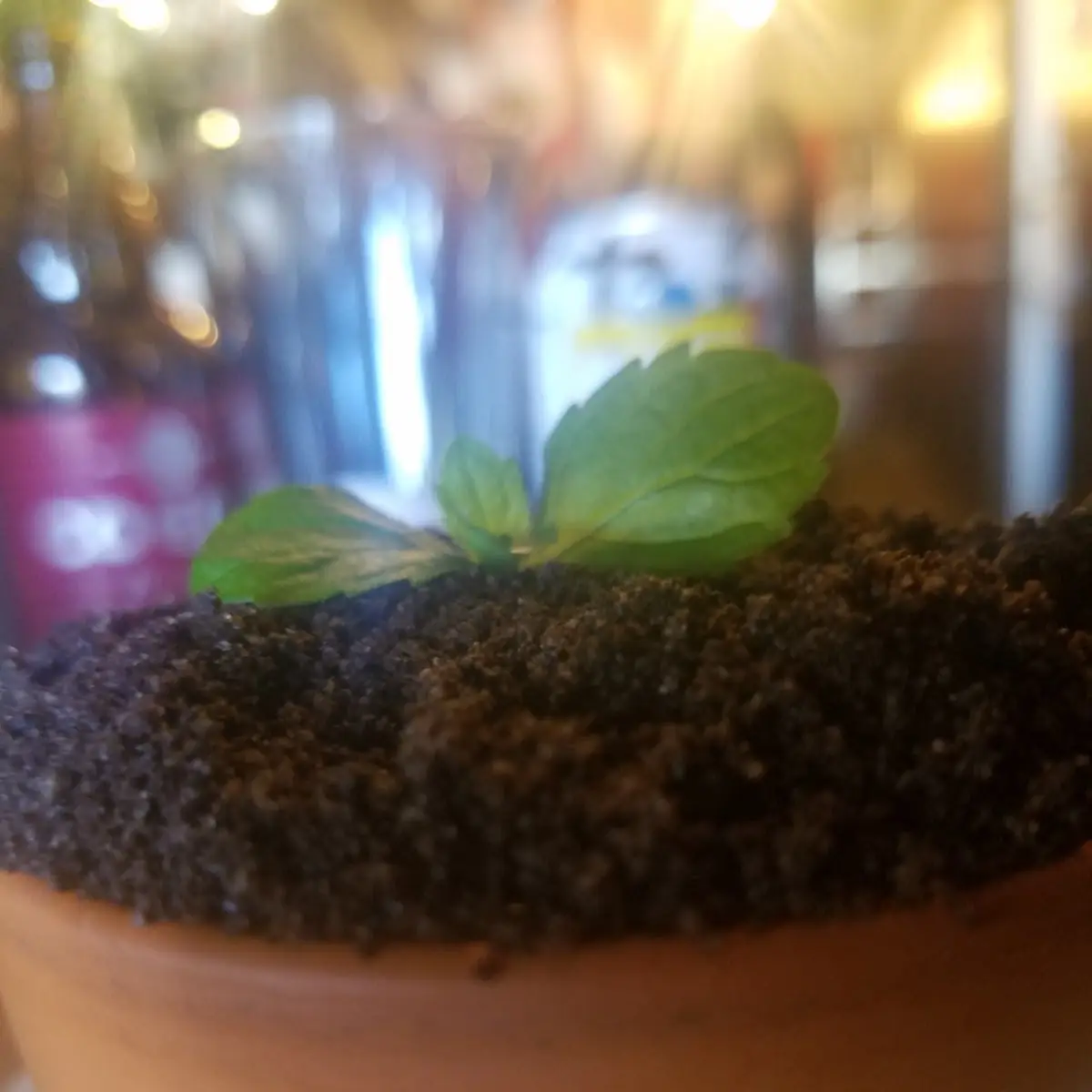 Lava Cake
