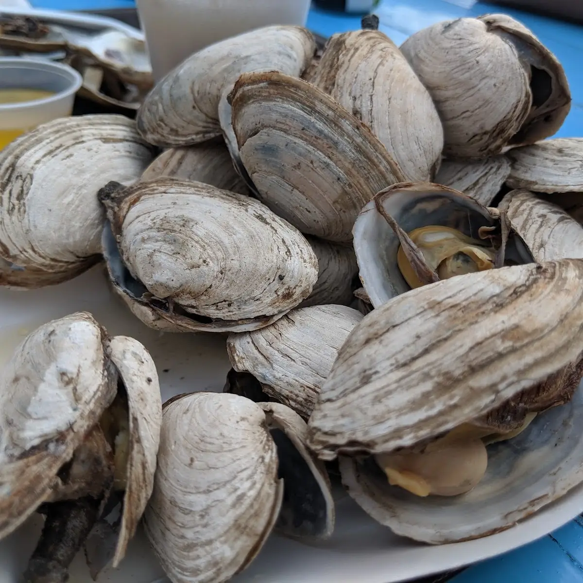 Steamed Clams