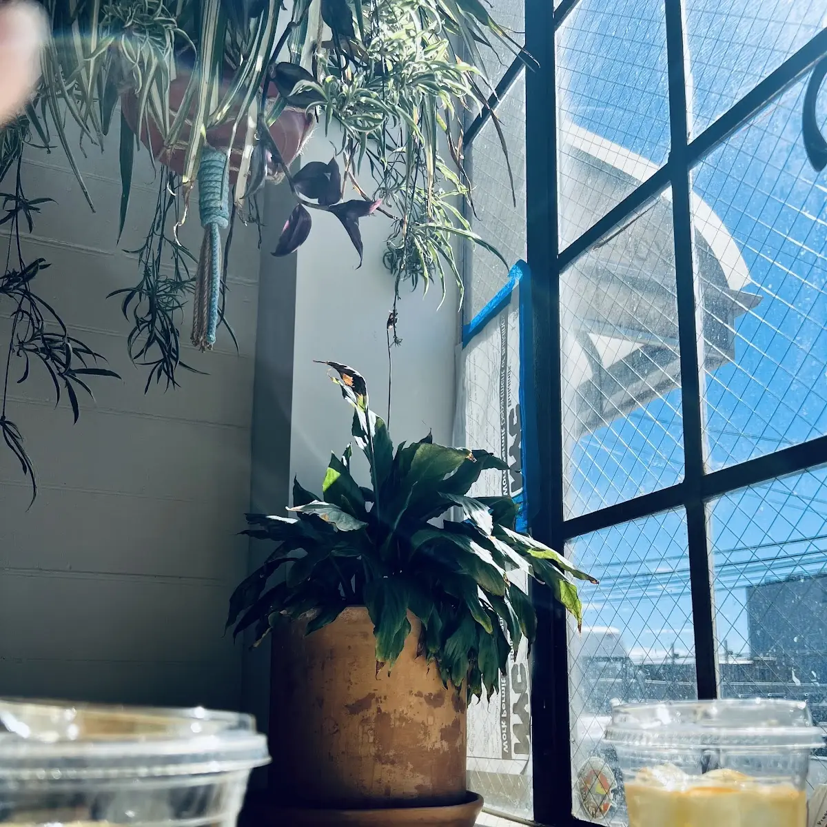 Unsweetened Iced Jasmine Tea