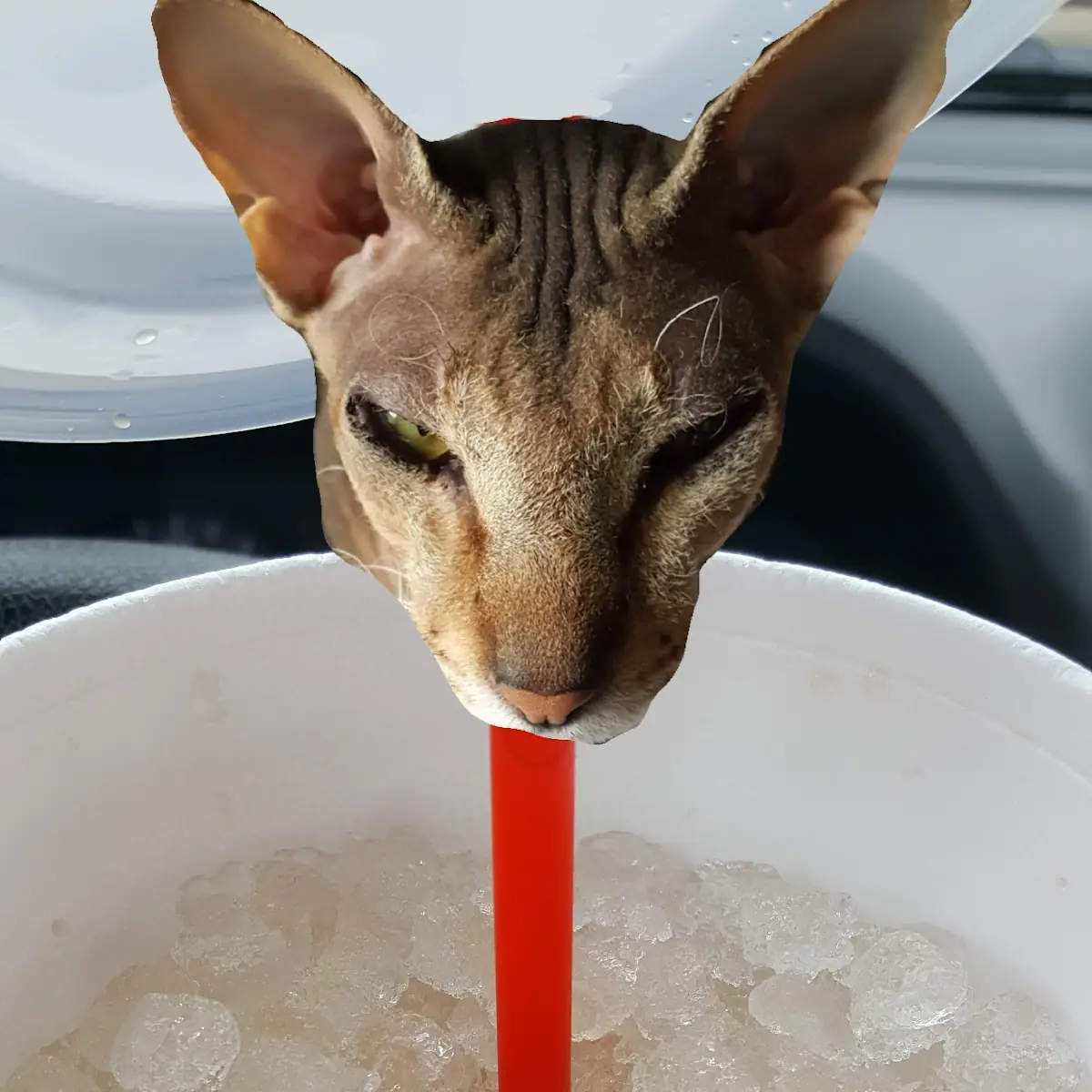 Shaved Ice