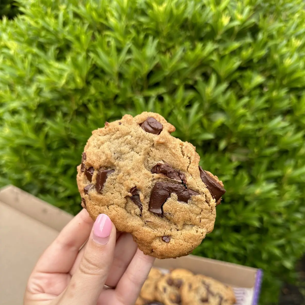 Chocolate Chip Cookie