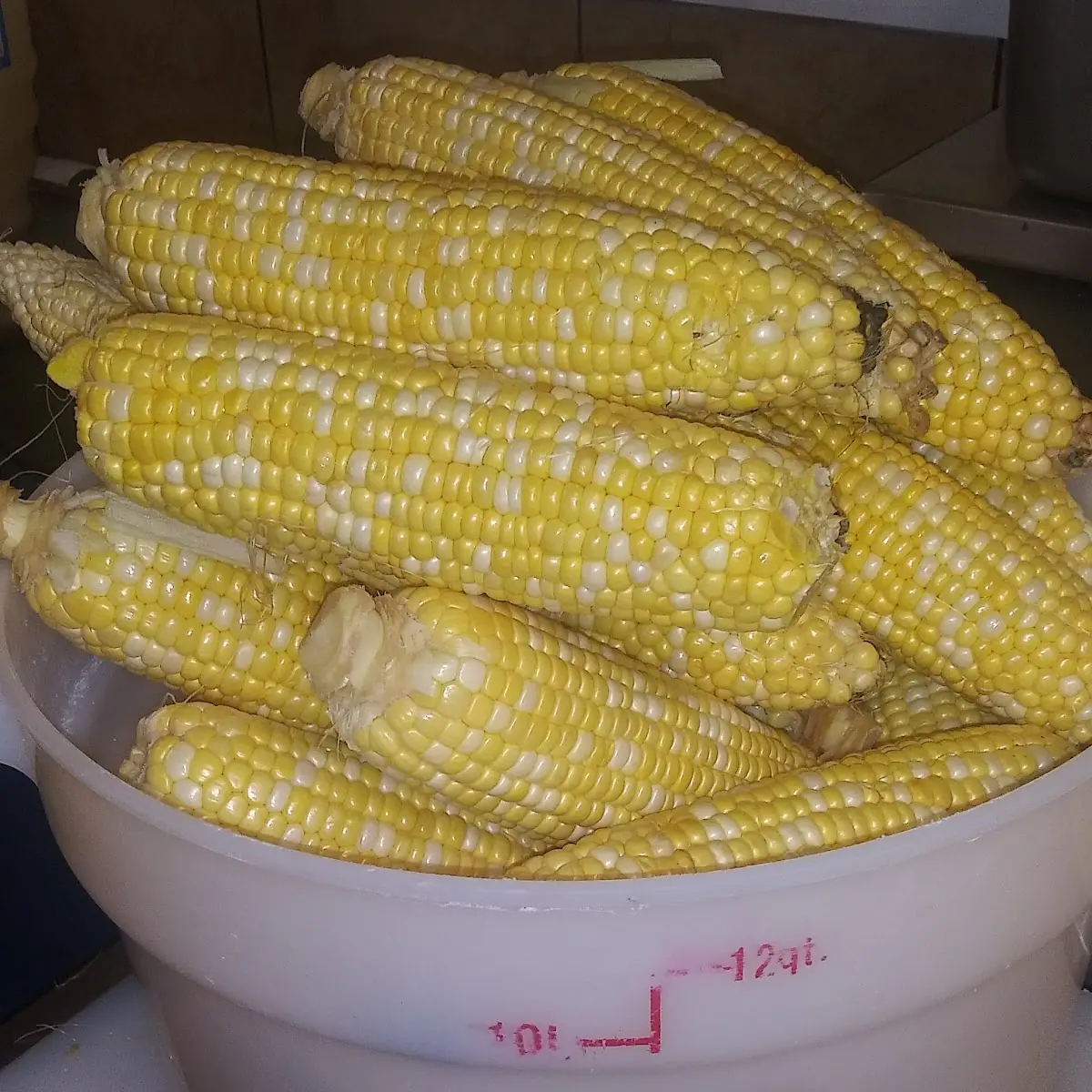 Sweet Corn