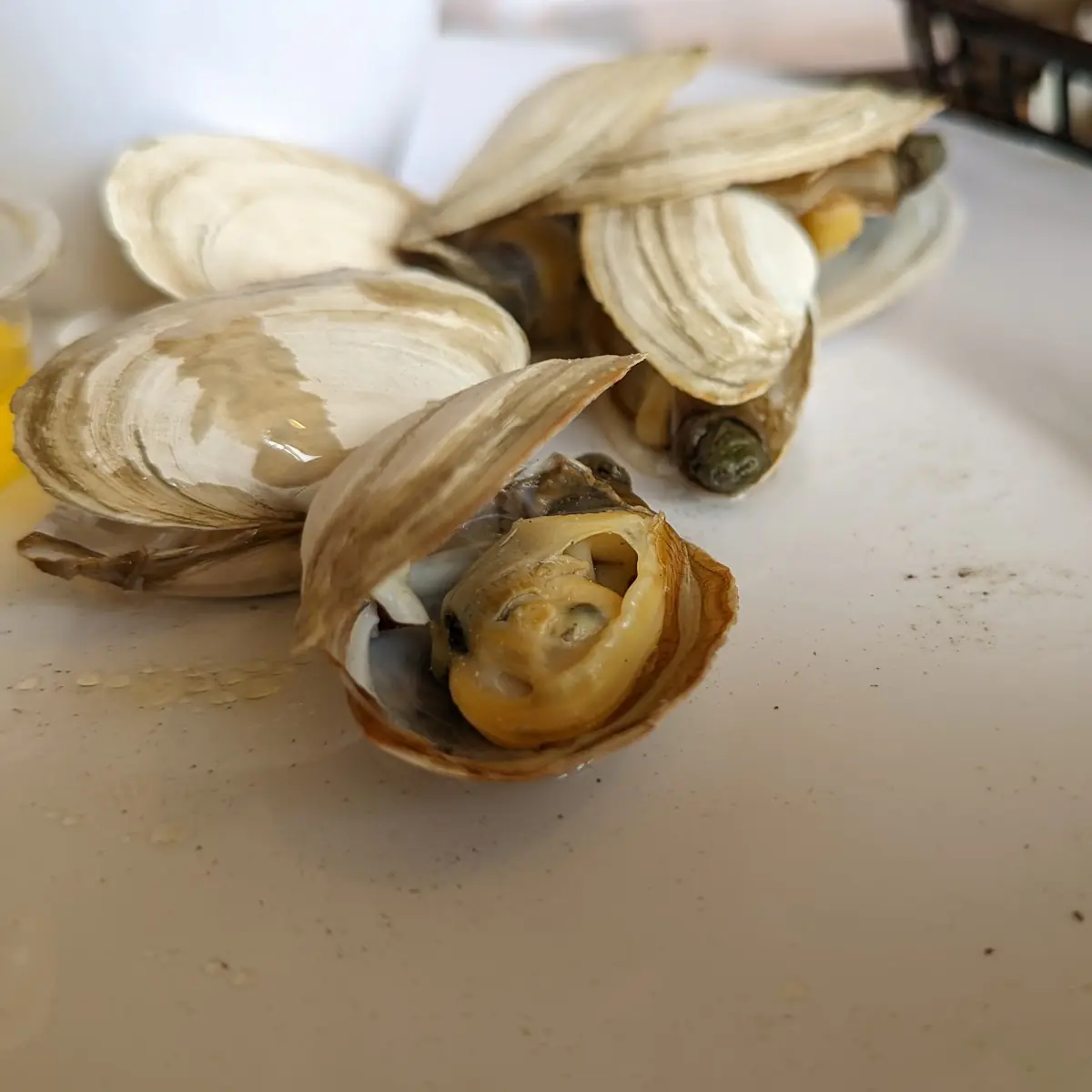 Steamed Clams