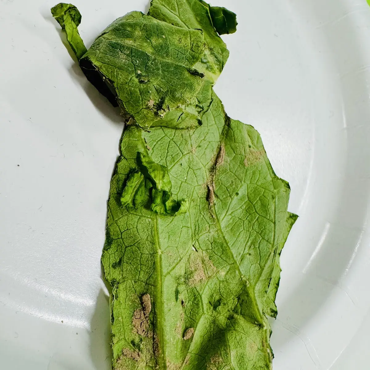Muddy Spinach Salad