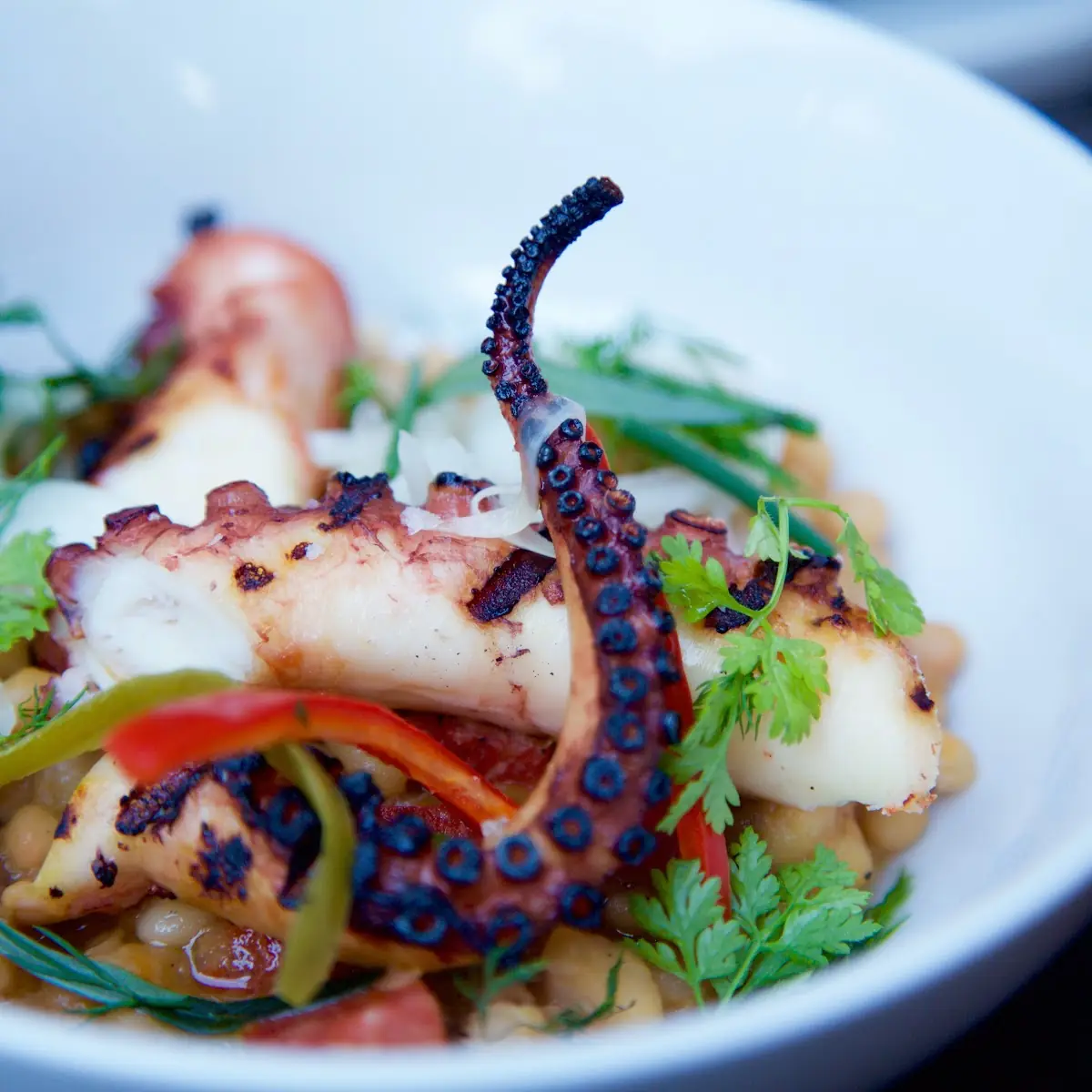 Grilled Octopus