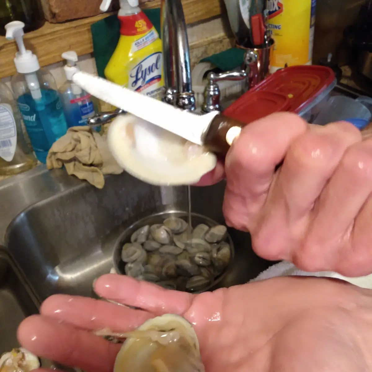 Clams on the Half Shell