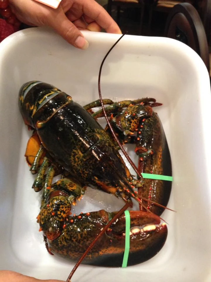 Jumbo Lobster 30 lbs, 漁港灣 Lobster Harbour
