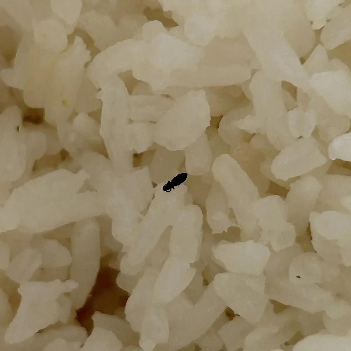 White Rice