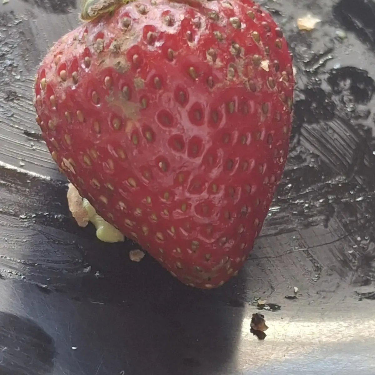 Strawberry Matcha