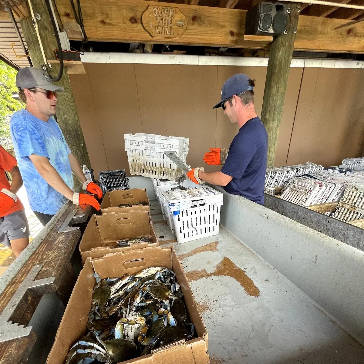 Maryland Blue Crabs