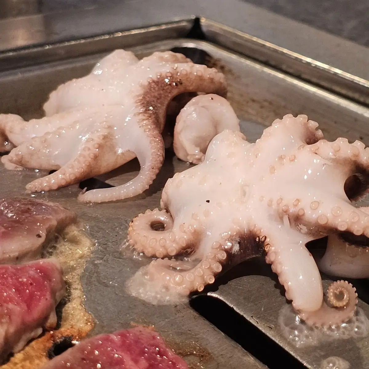 Baby Octopus lb