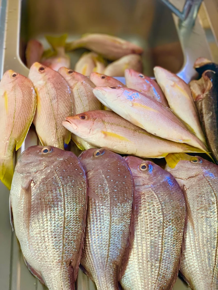 Goldband Snapper