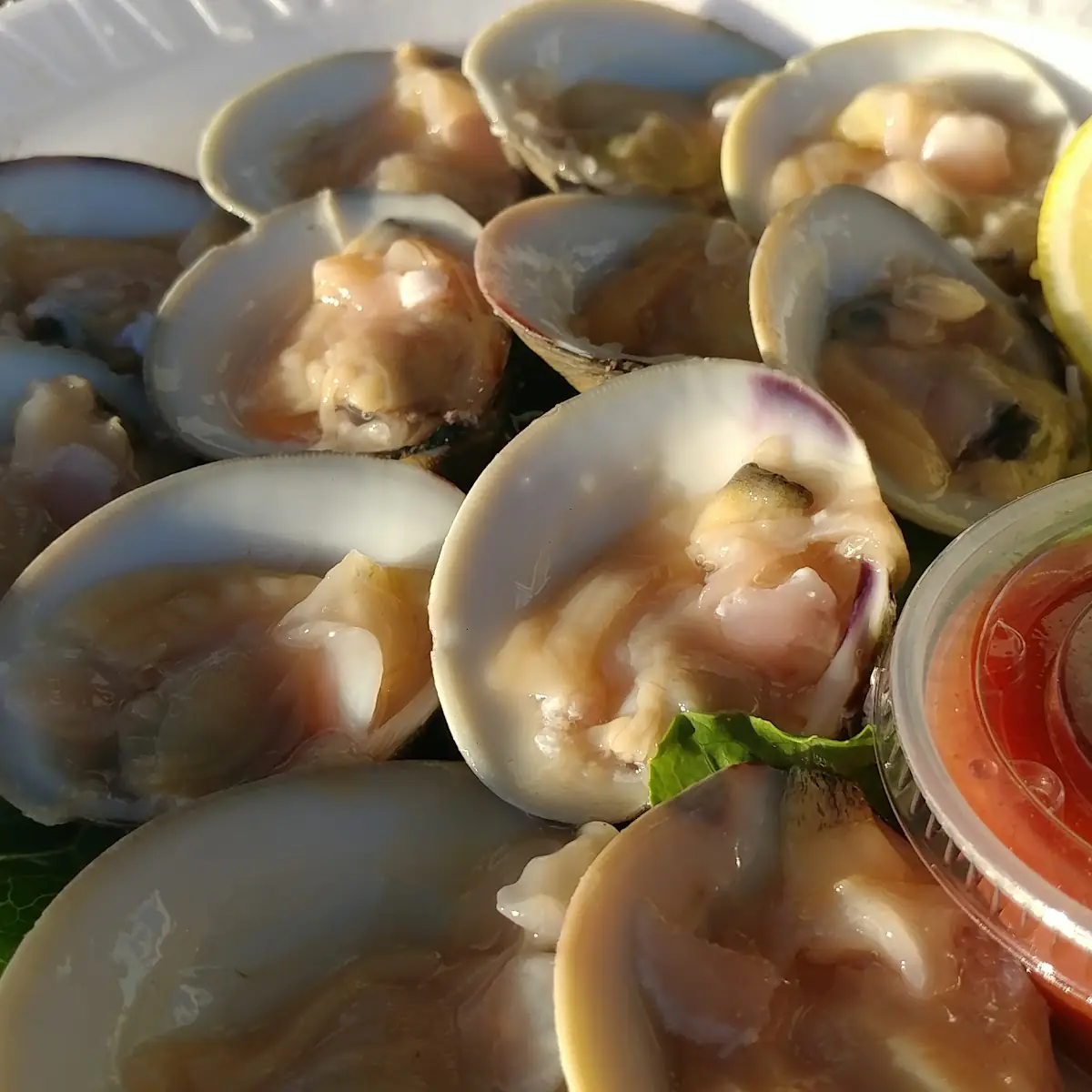 Clam Half Shell