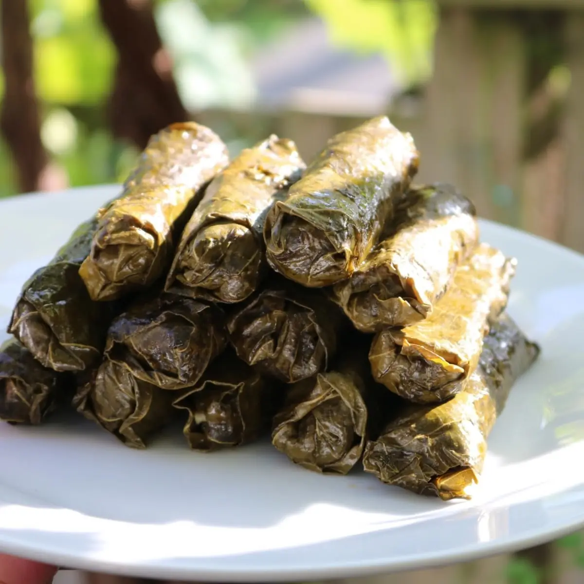 Stuffed Grape Leaves