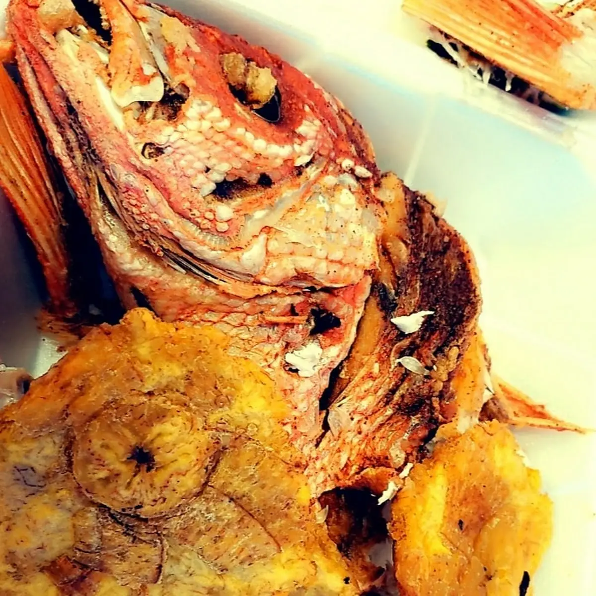 Red Snapper