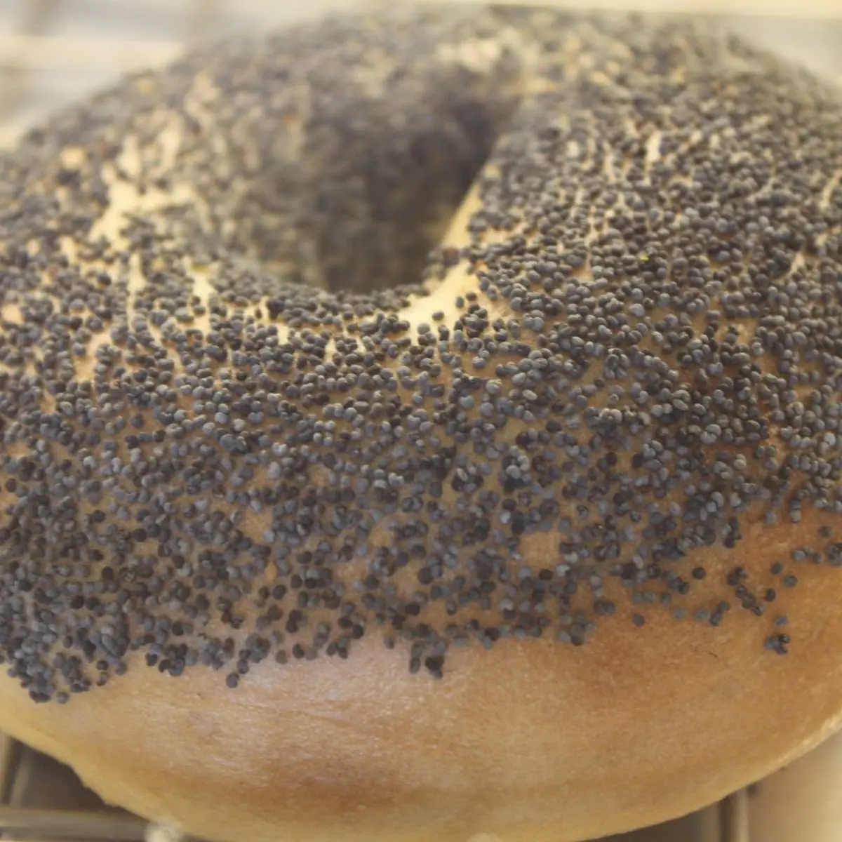 Half Dozen Regular Bagel