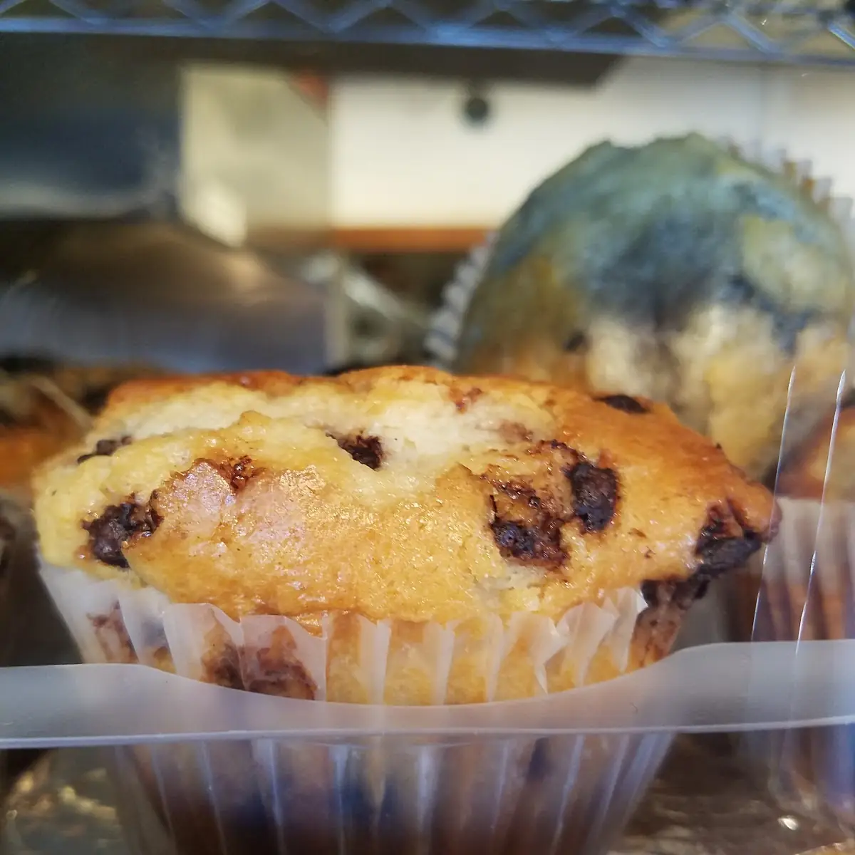 Chocolate Chip Muffin