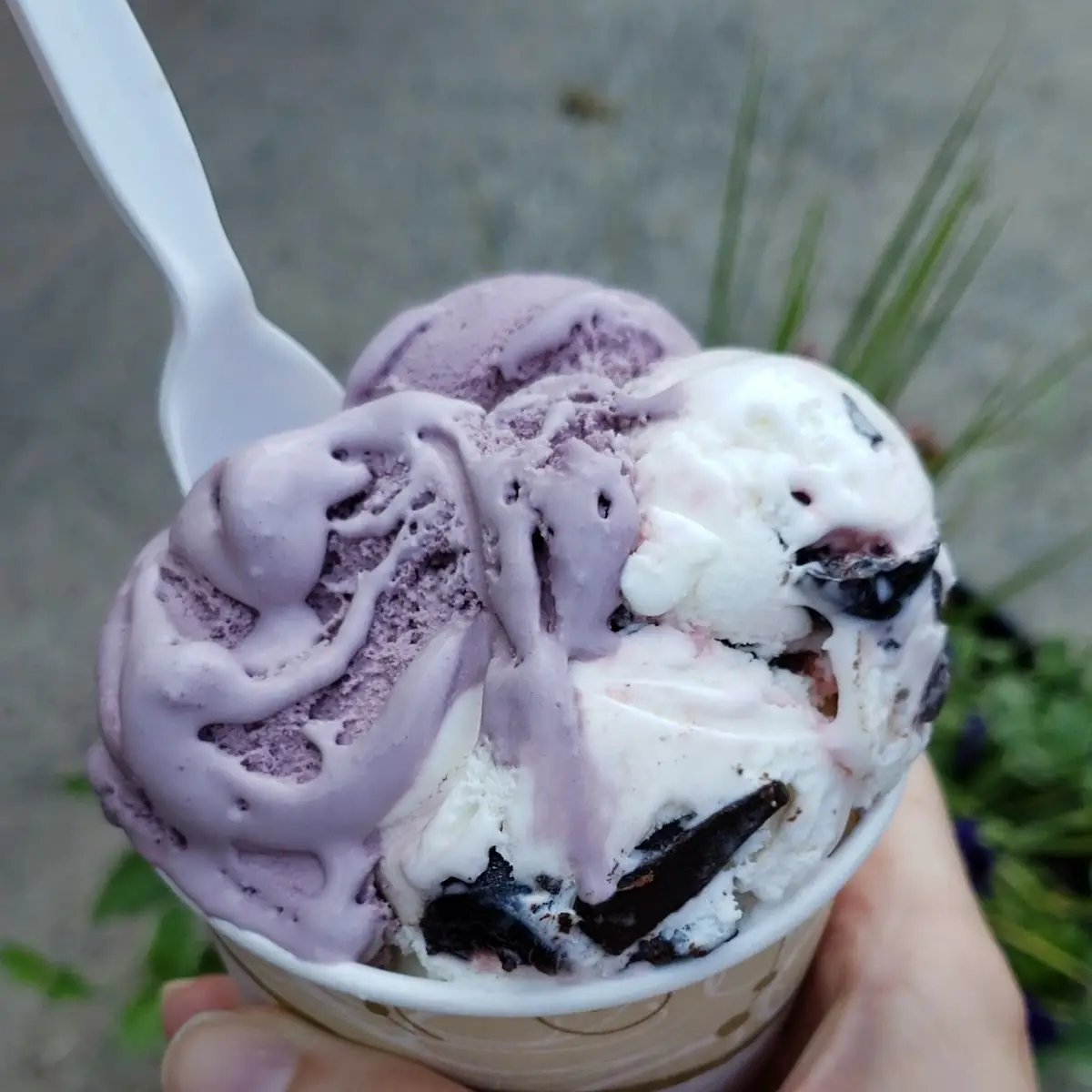 Black Raspberry and Cherry Chocolate Chip Ice Cream