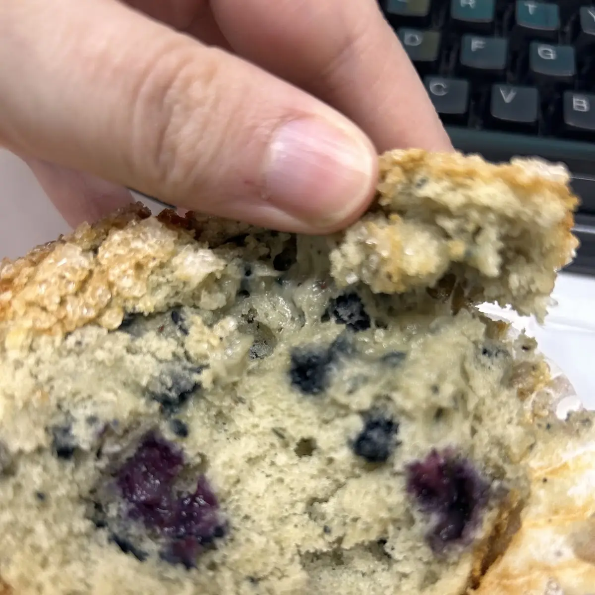 Blueberry Muffin