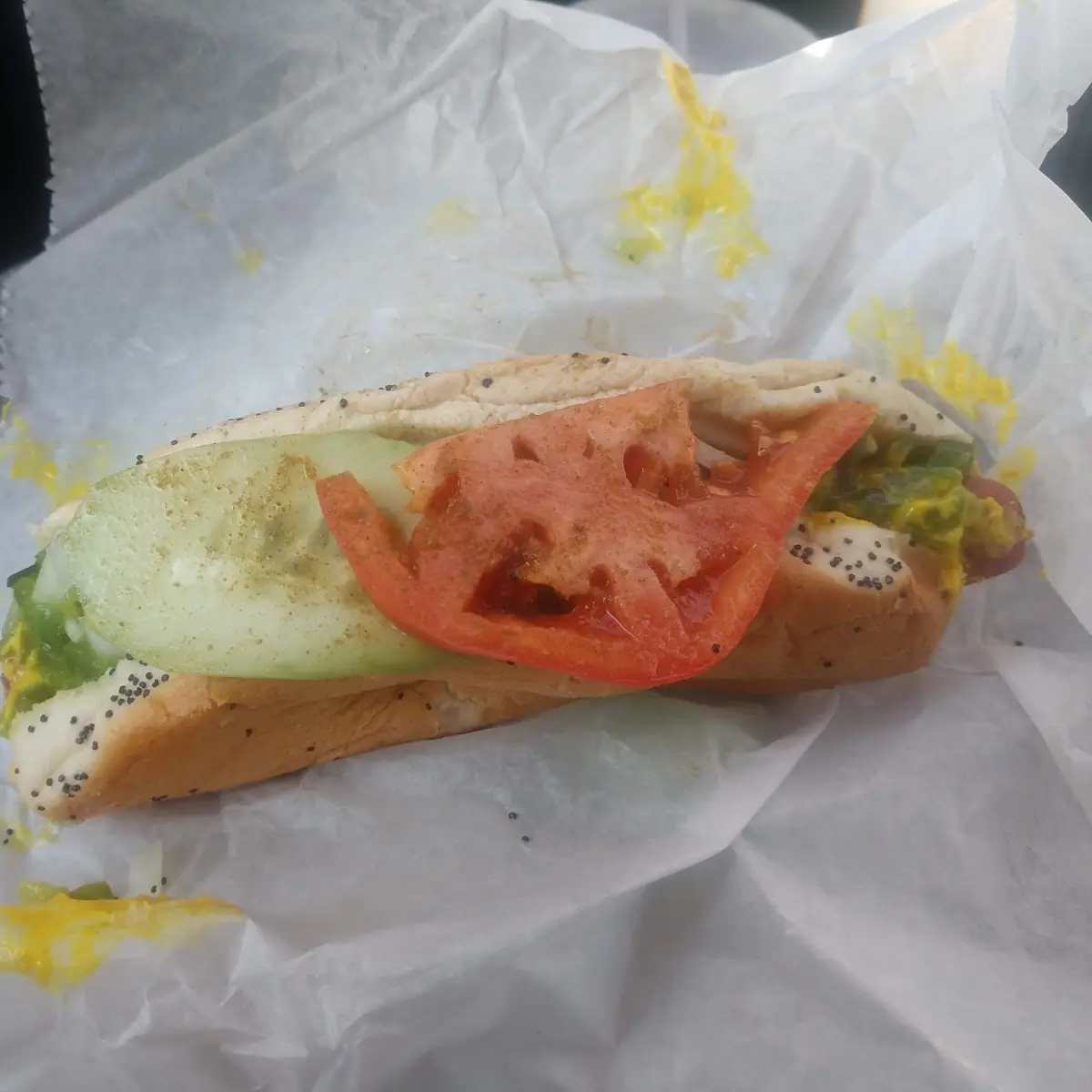 Chicago Dog Ready for Battle