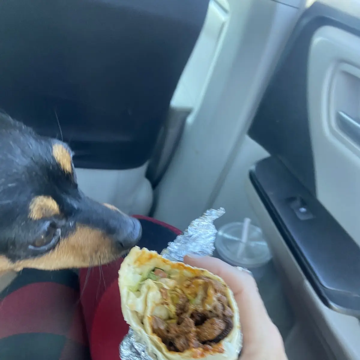 Any Burrito
