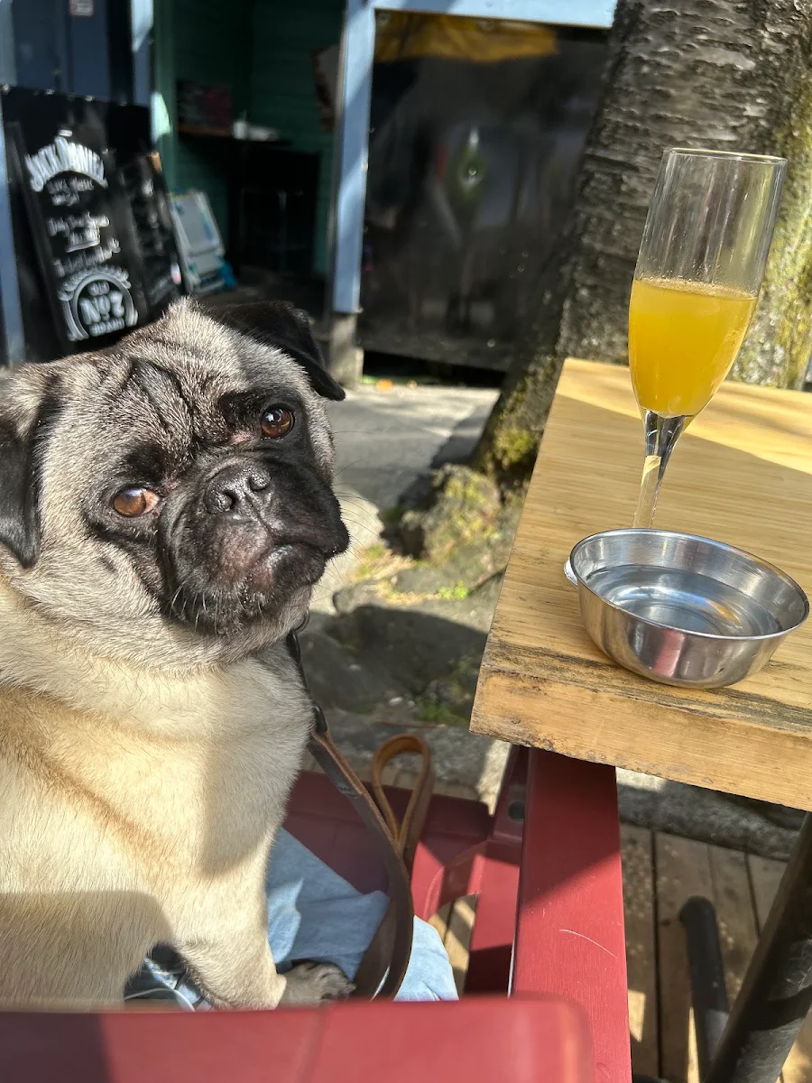 Mimosa, The King's Head Public House