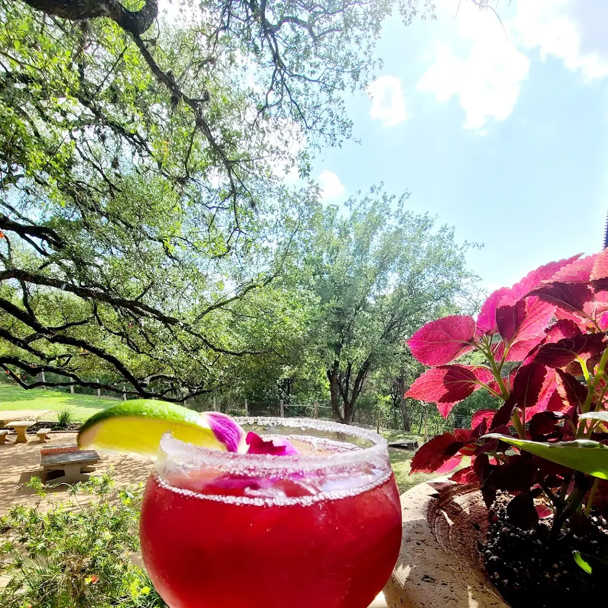 Sangria Margarita