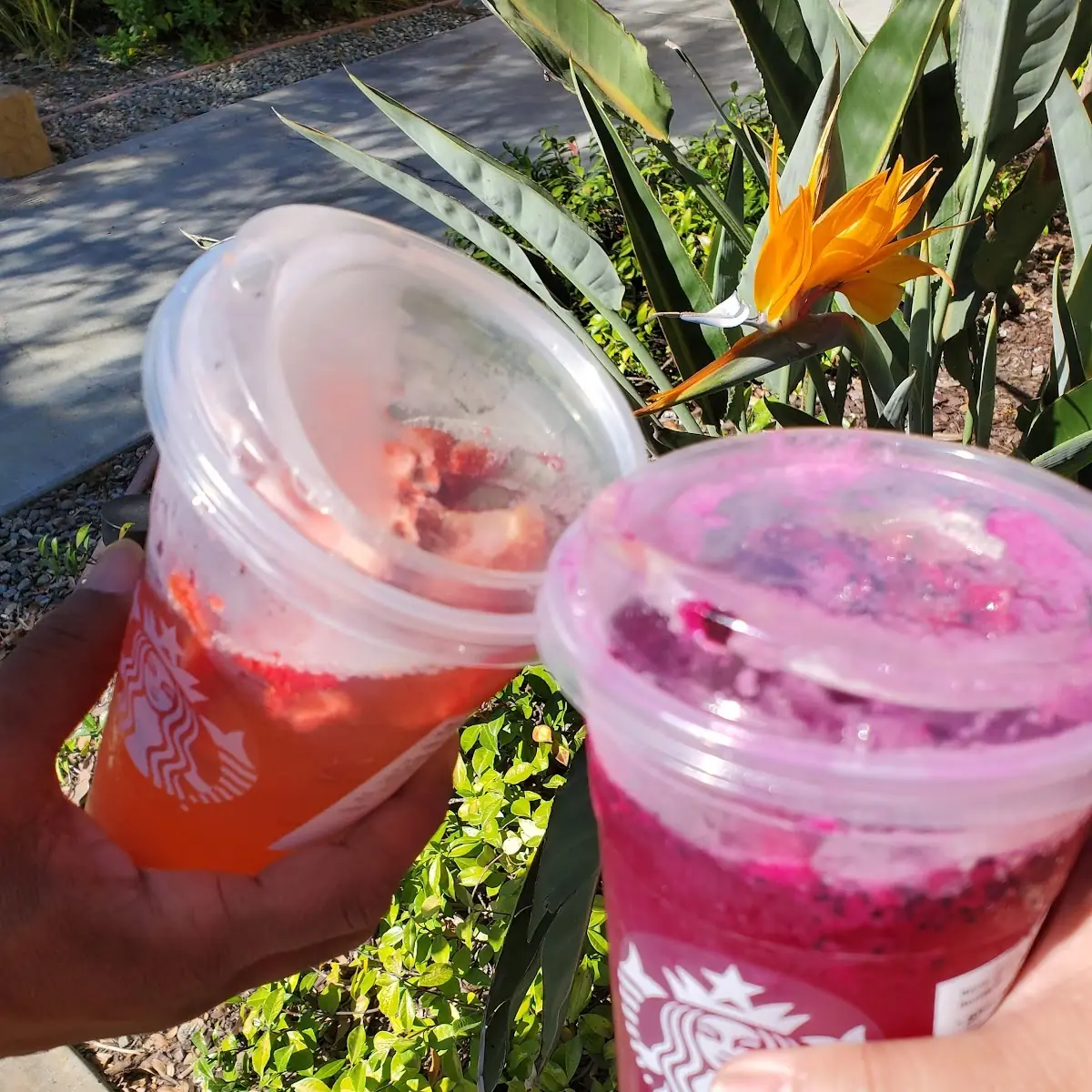 Dragon Fruit Refresher