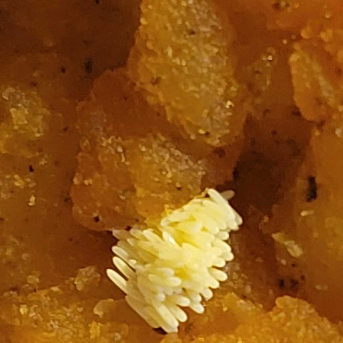 Chicken Strip with Fly Eggs