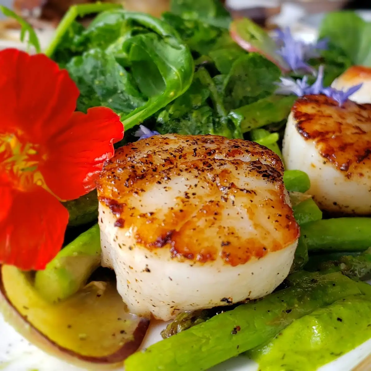Sea Scallops