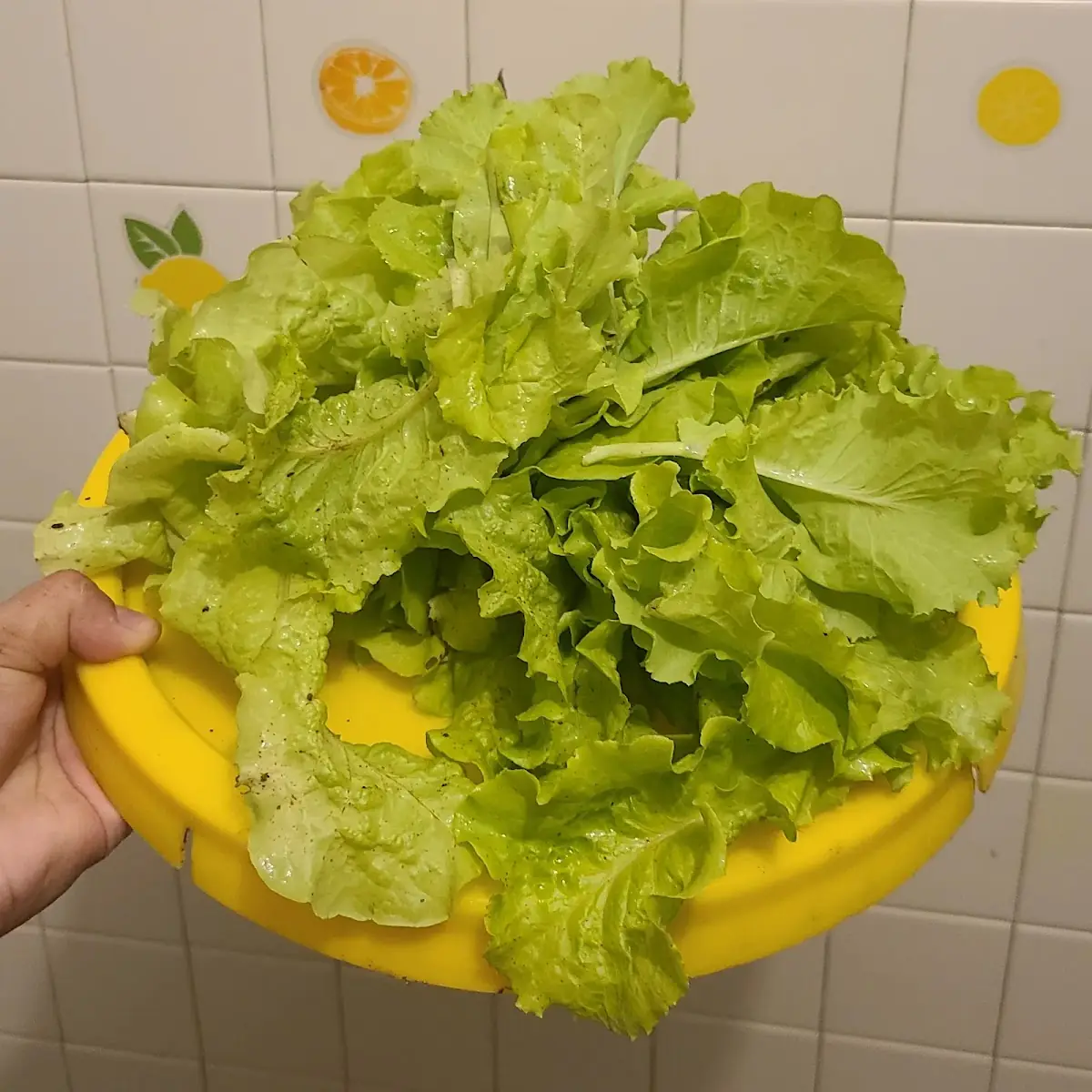 Lechuga Cosechada En Casa