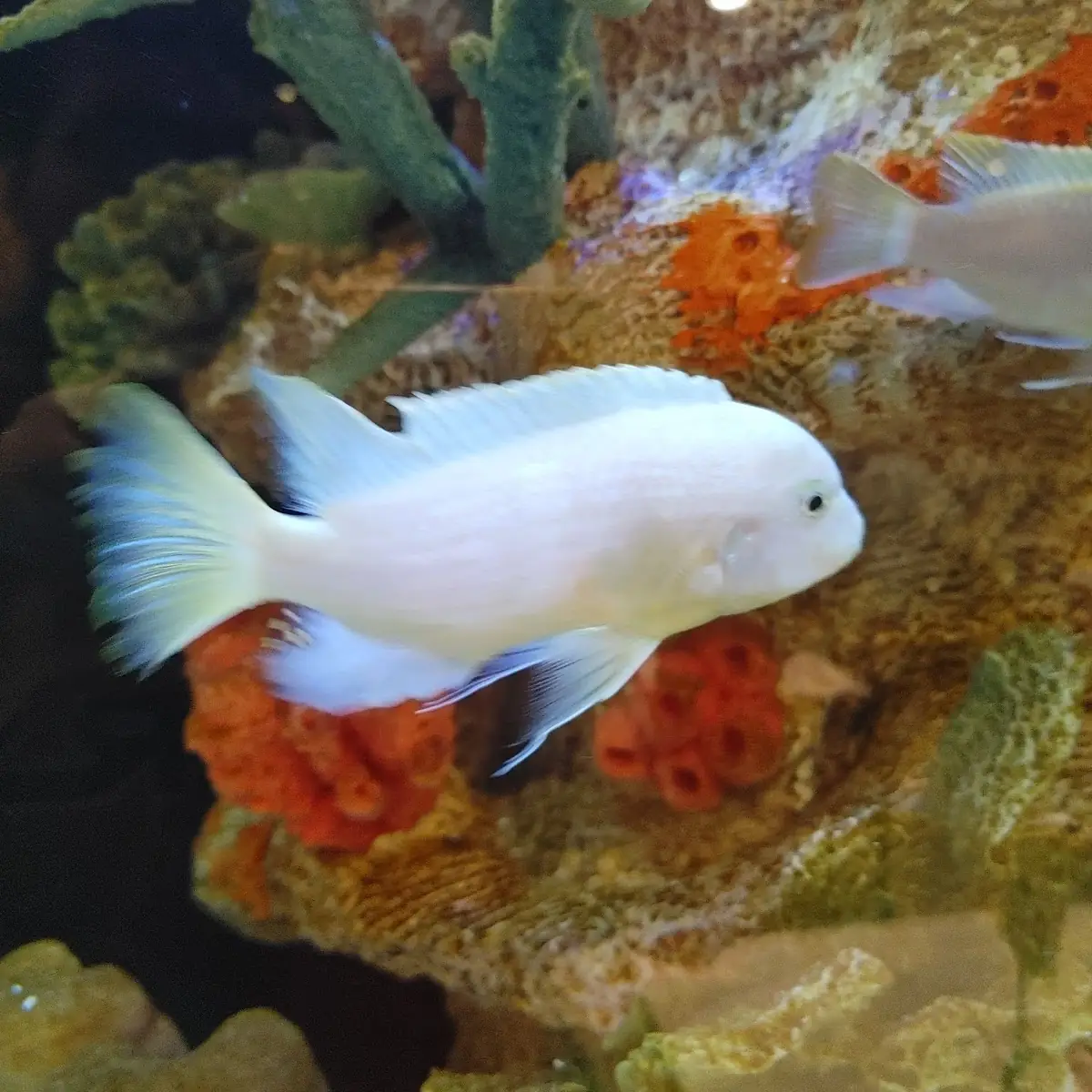Not a Dish Google It's a Fish in a Fish Tank They Had