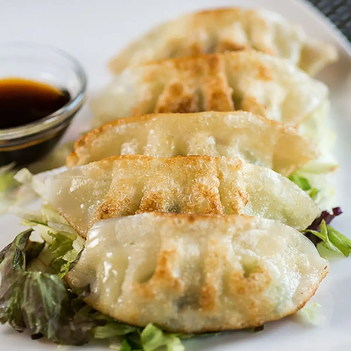 Pan Fried Cabbage Pork Dumpling