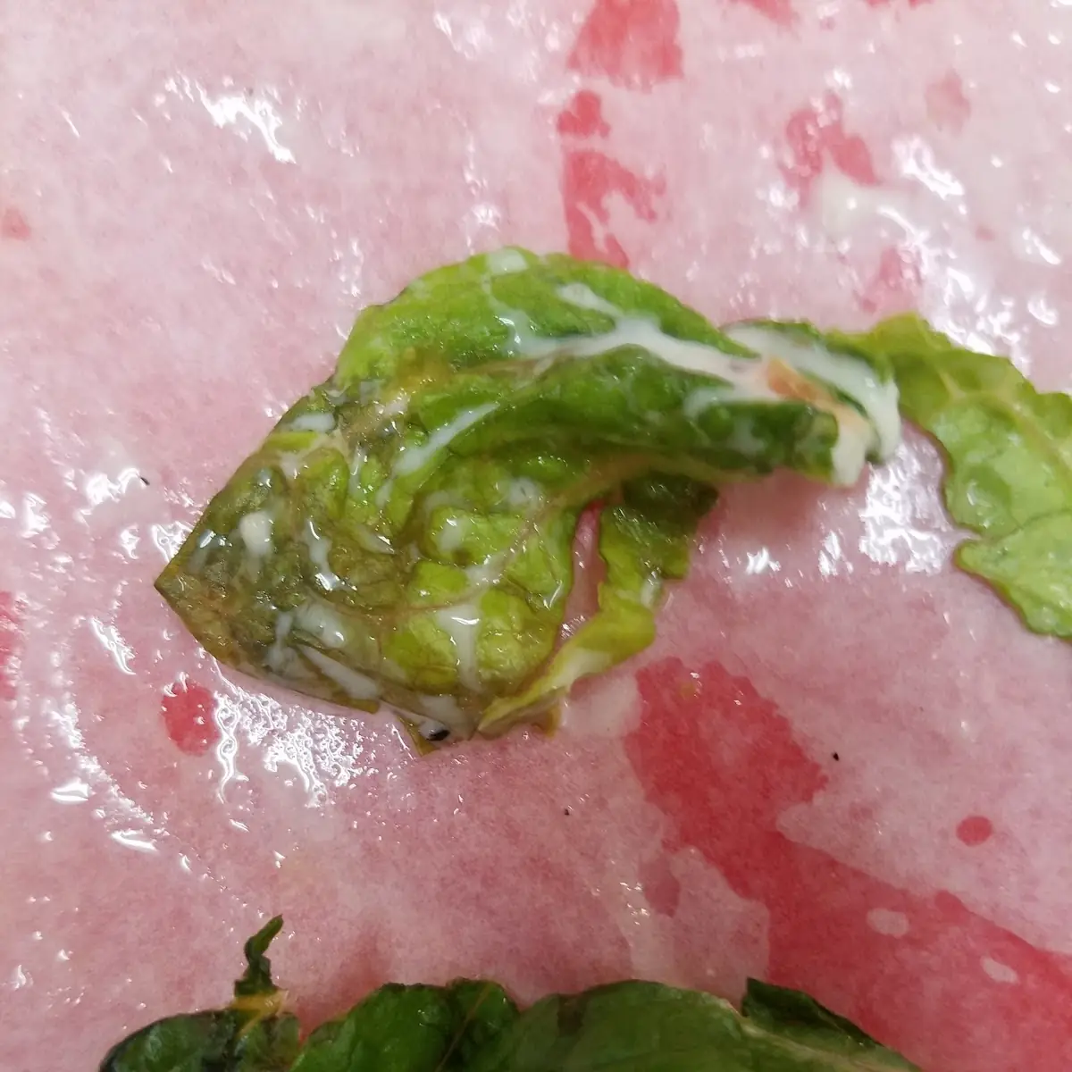 Side Salad