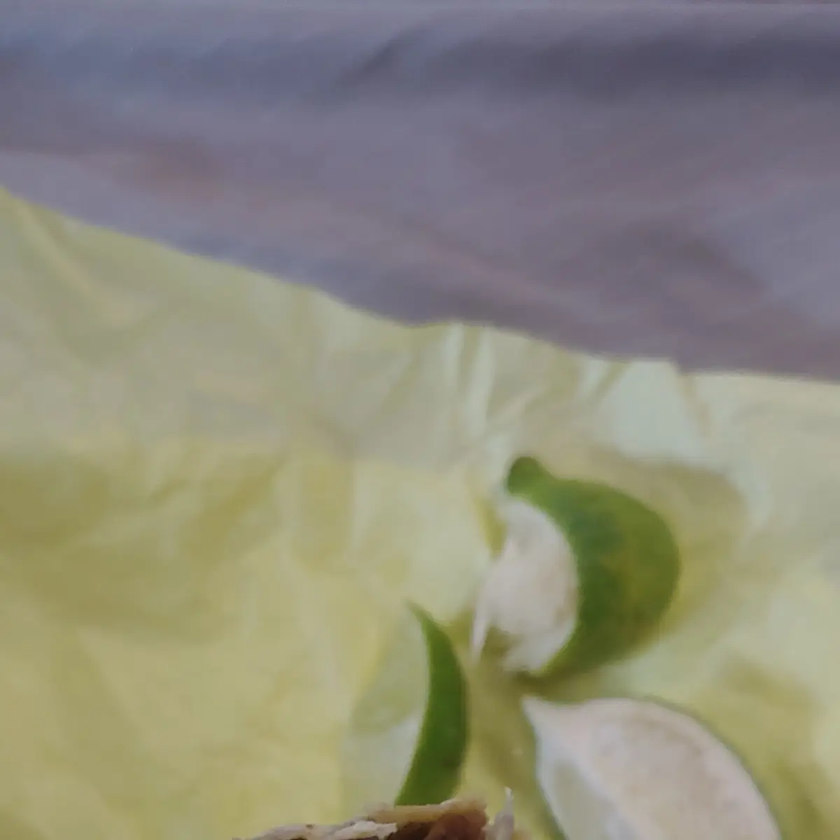 Carne Asada Burrito