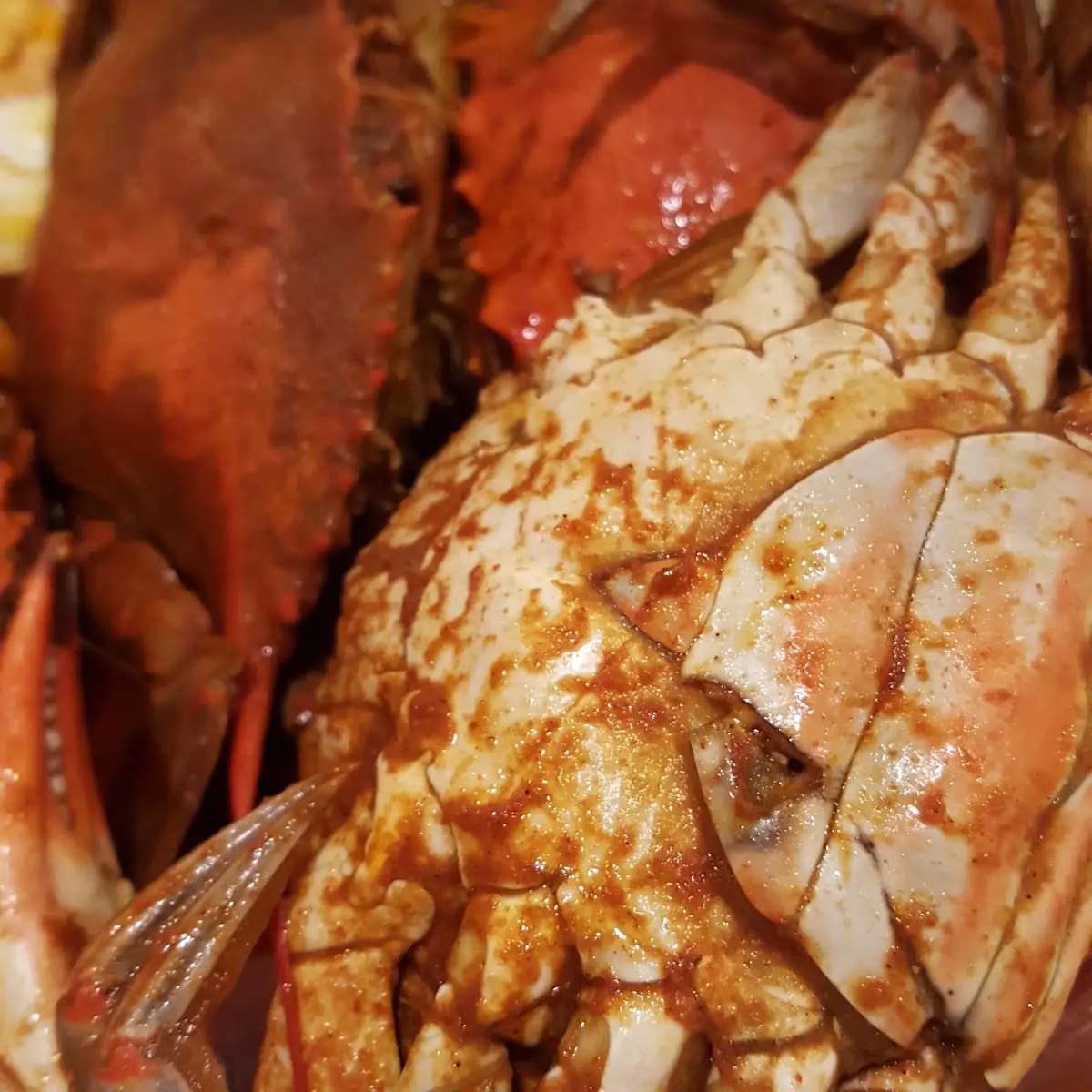 Dungeness Crab
