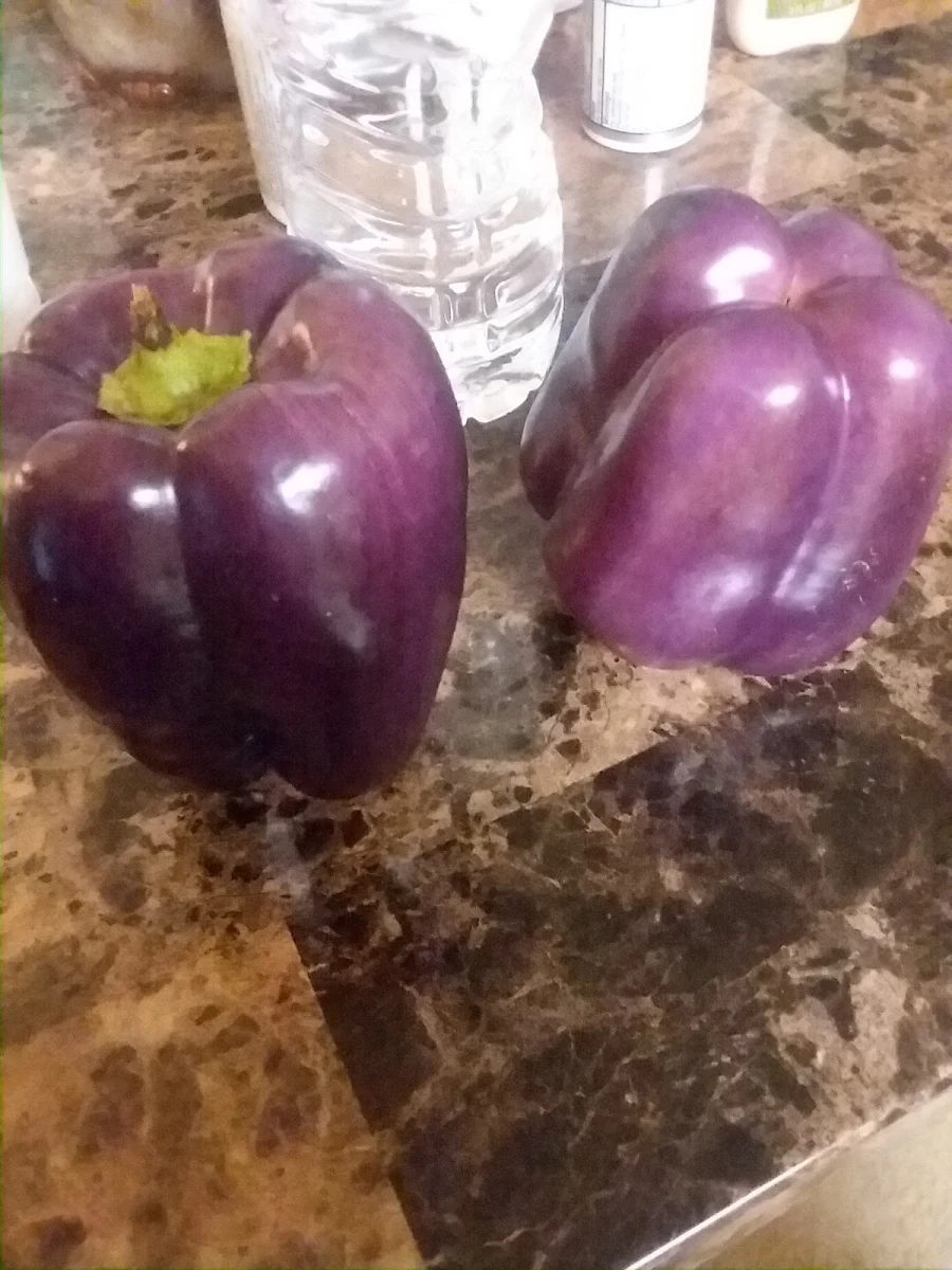 Purple Bell Peppers