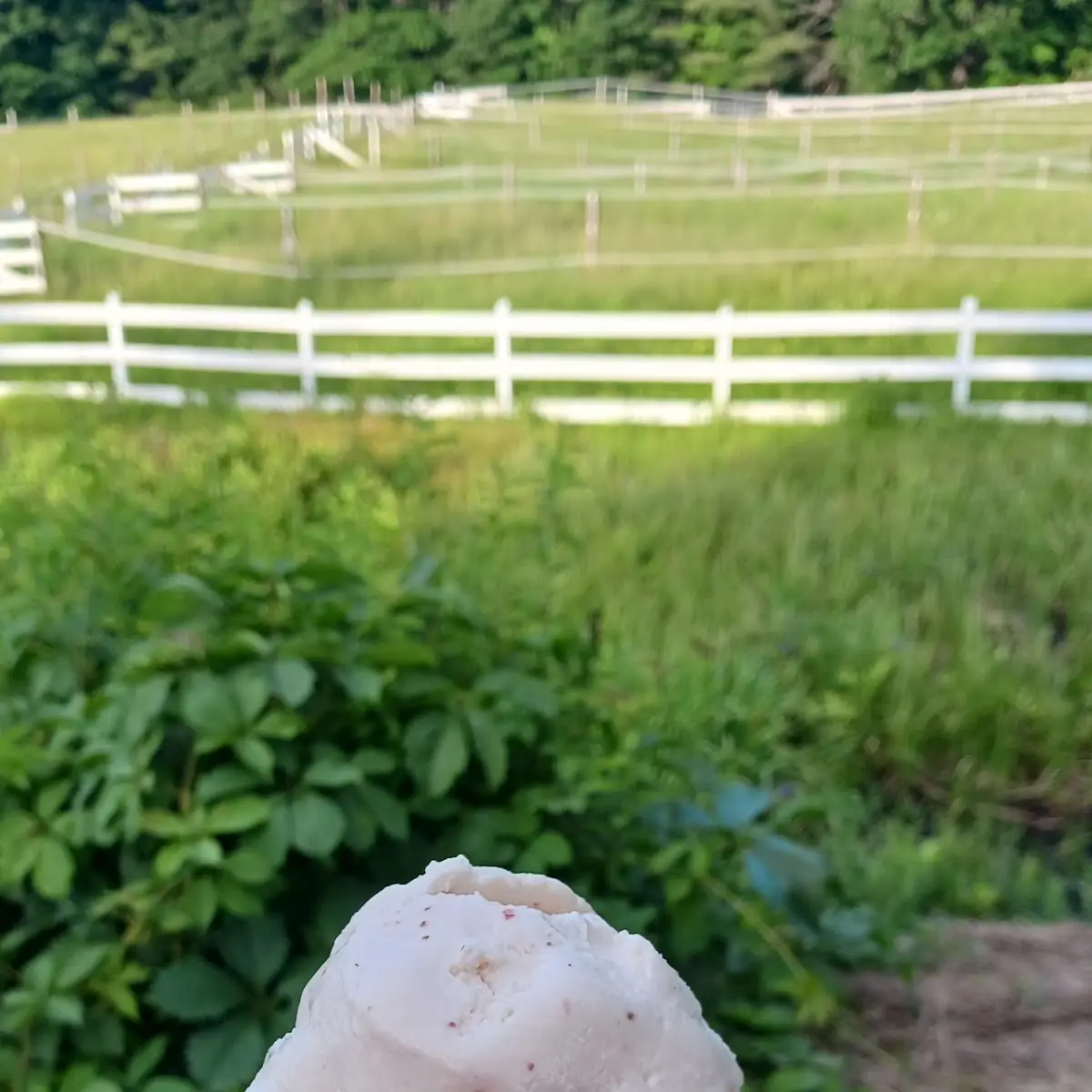 Gelato