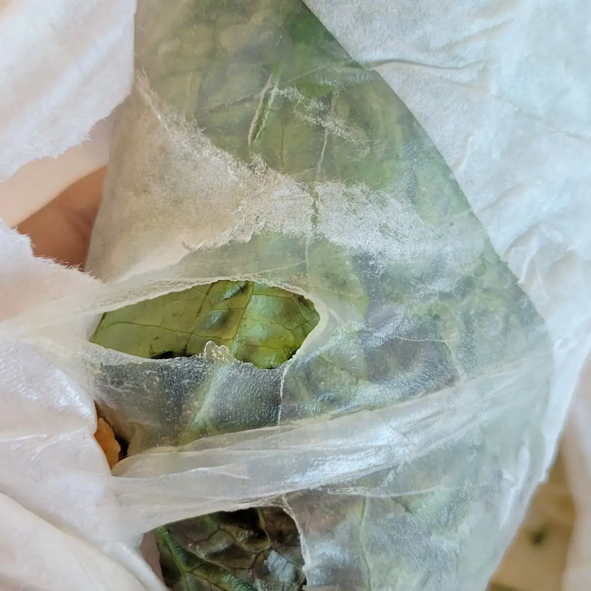 Satay Chicken Wrap