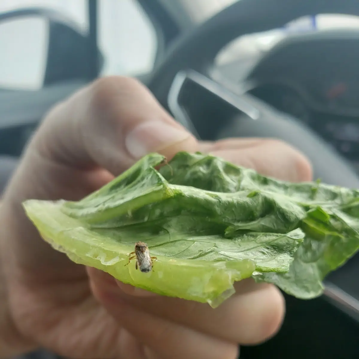 Grilled Chicken Salad Bug Protein