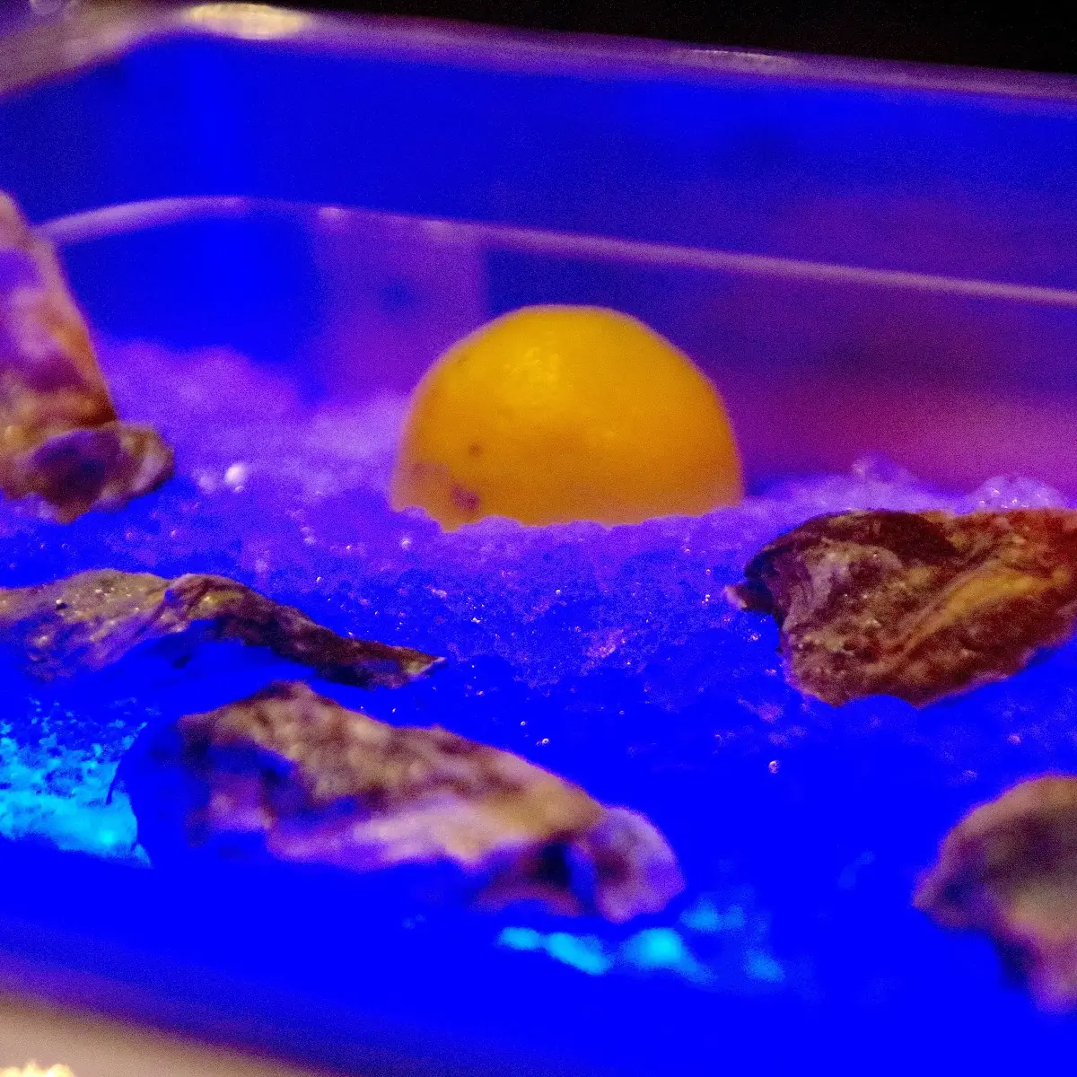 Fresh Oysters